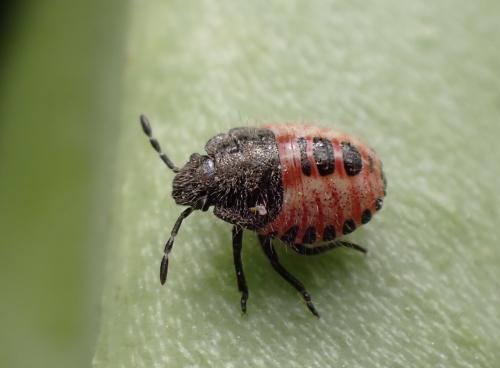 Réf. 321 578 : Dolycoris baccarum